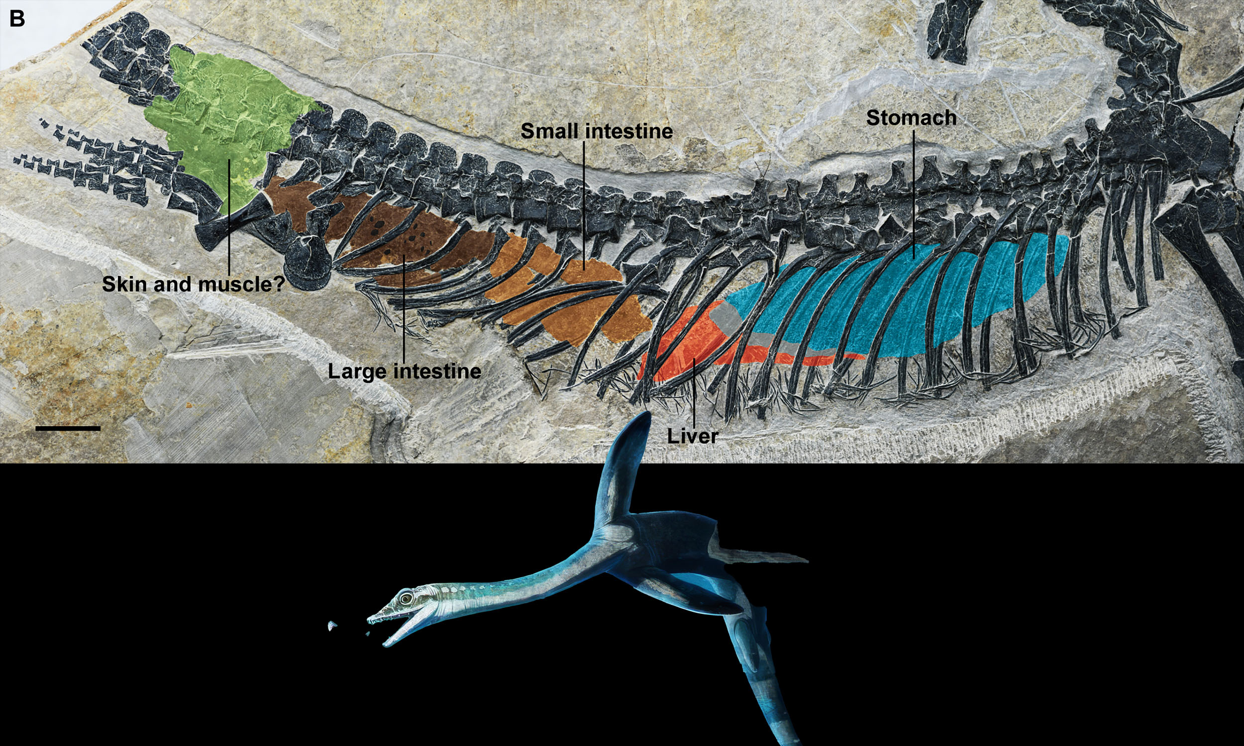 Unique fossil preserves the internal organs of a long-necked marine reptile that lived in the oceans 245 million years ago