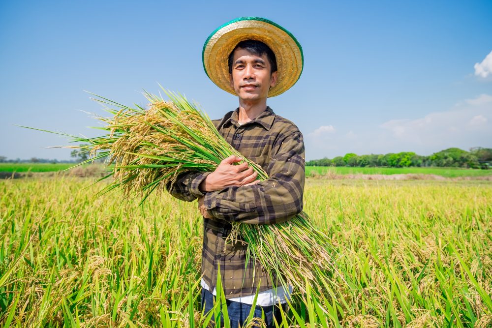 Climate change could slash rice harvests twice as much as scientists predicted