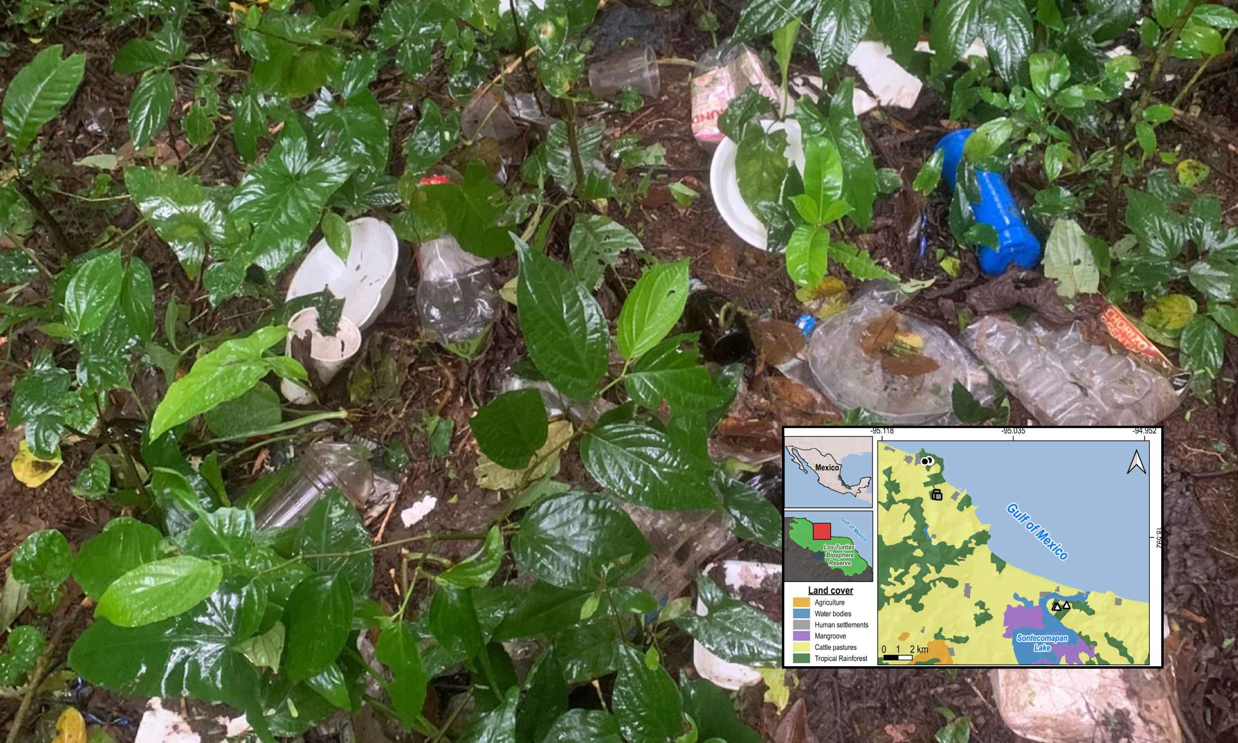 Microplastics have been found in more than 9 out of every 10 samples taken from howler monkeys, an endangered species that lives high in the treetops