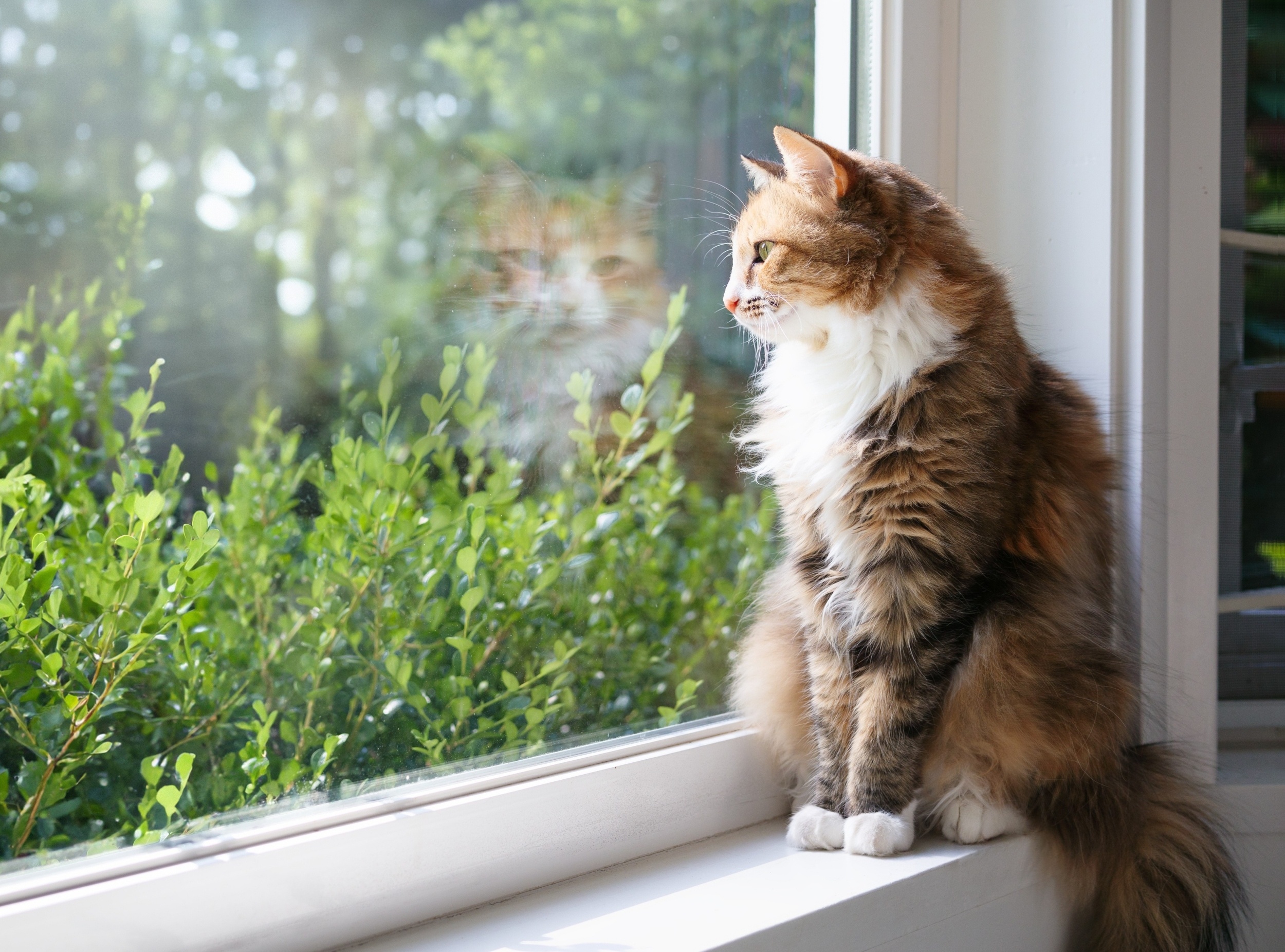 Moving cats indoors is easier than owners expect, study finds