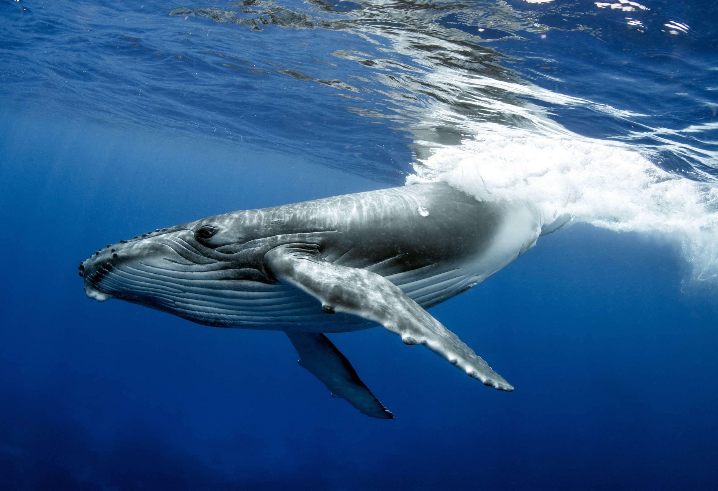Humpback whales sing different parts of their songs at different depths