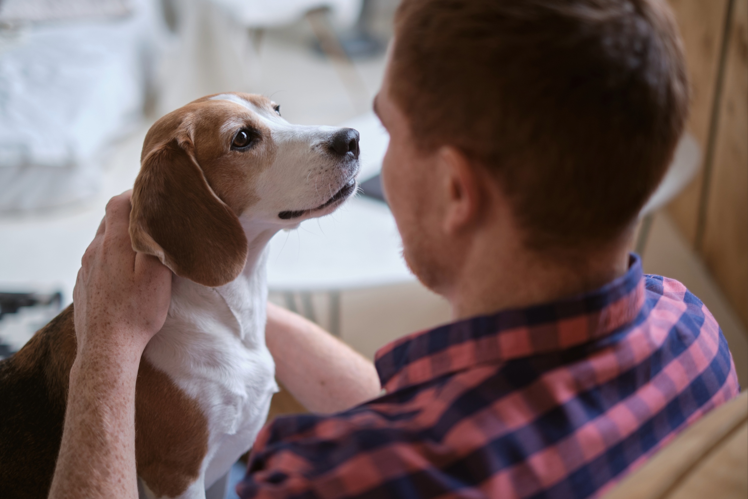 Therapy dogs help stroke patients become more active
