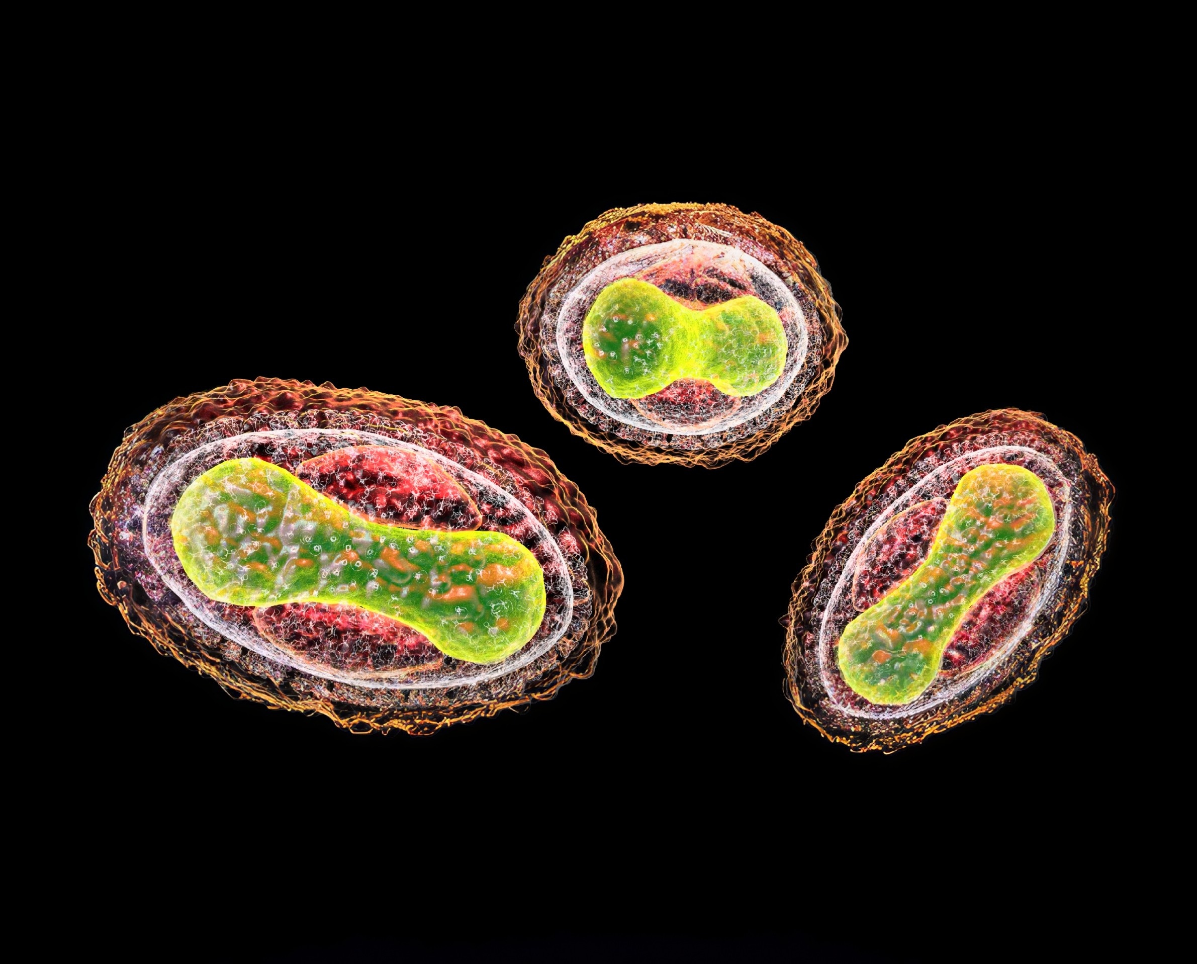 Mummies reveal the first ancient smallpox genomes in the Americas