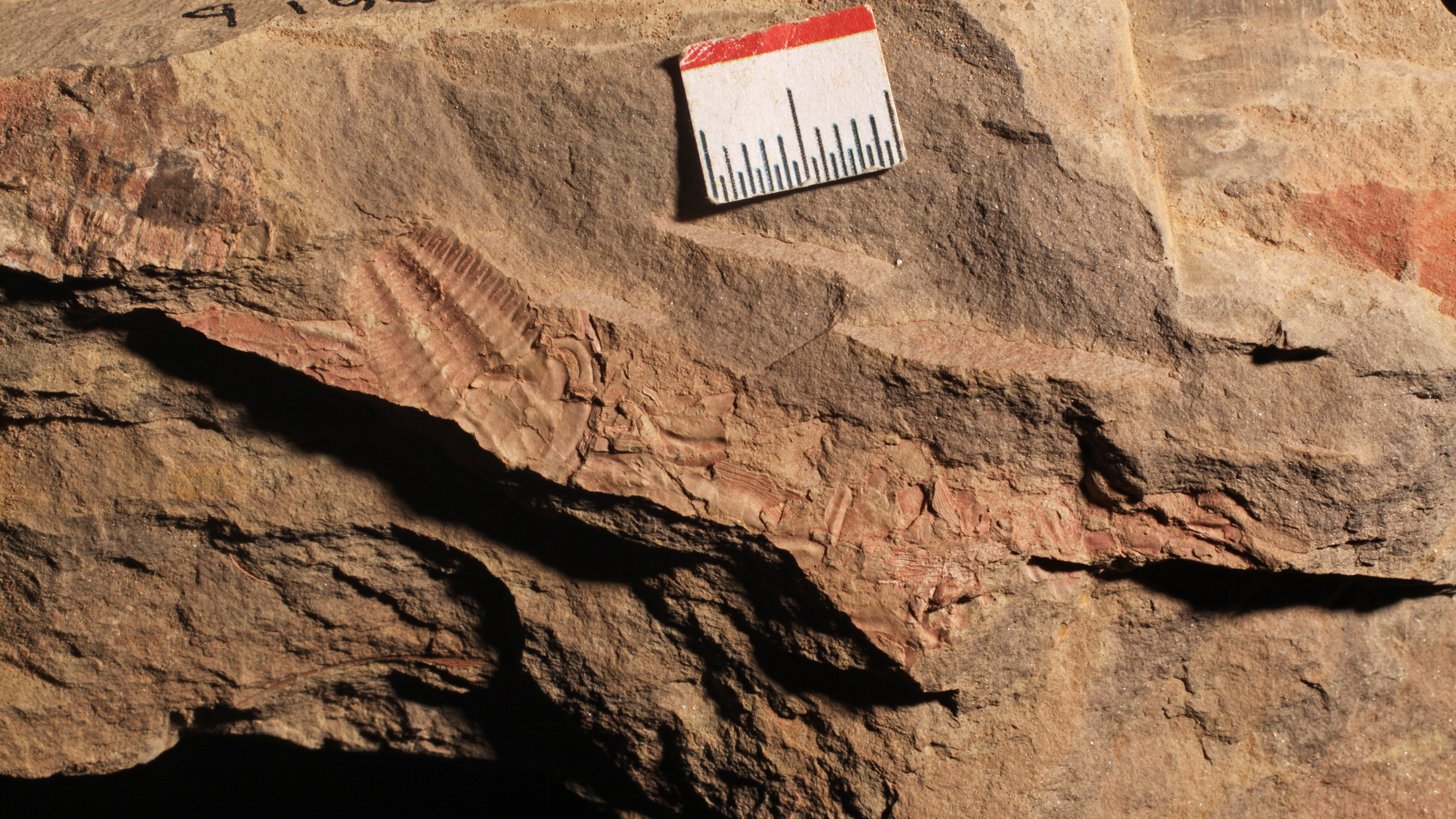 Fossilized feces may have fueled the rise of animal life