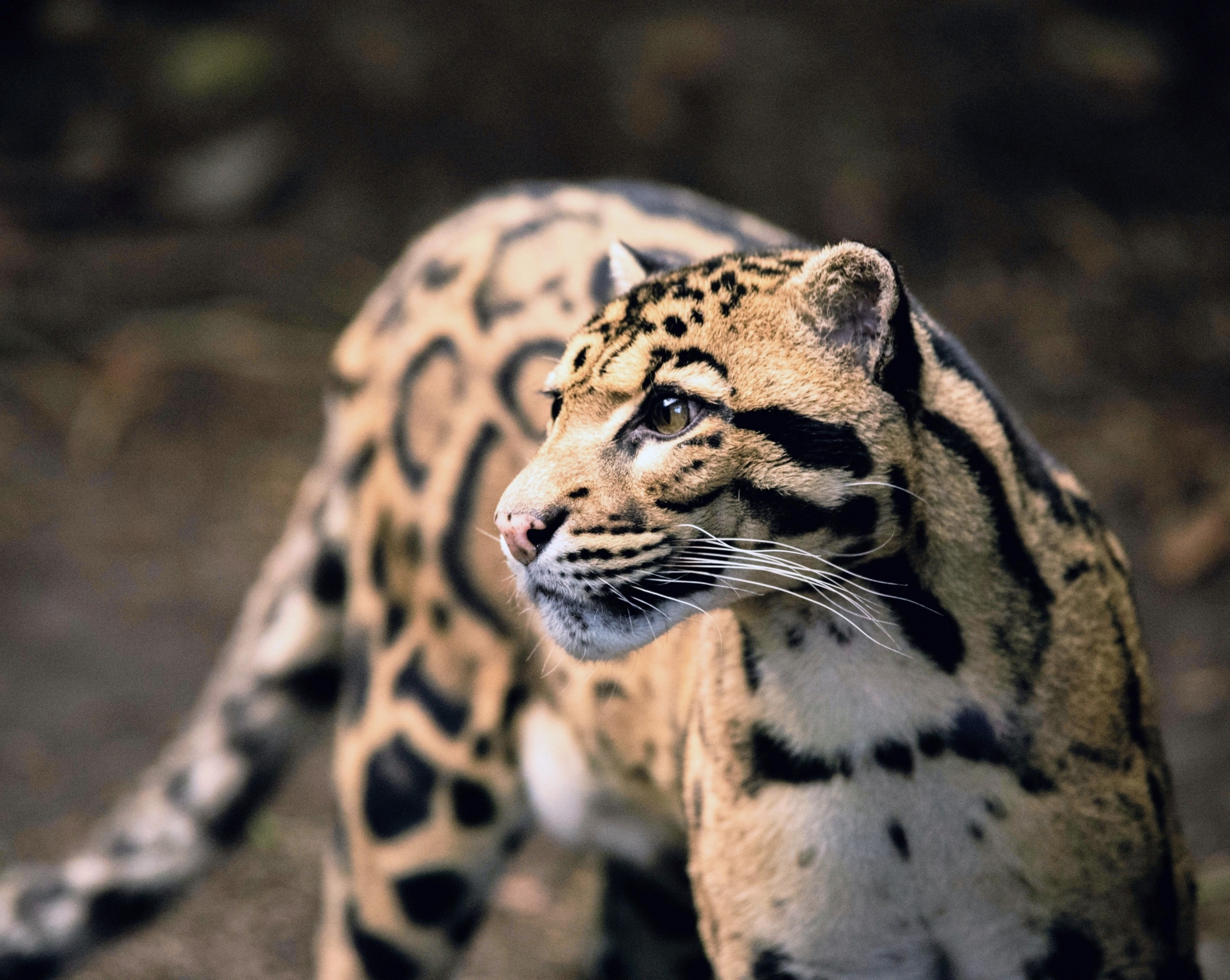 Clouded Leopard Day highlights one of Asia's most mysterious cats