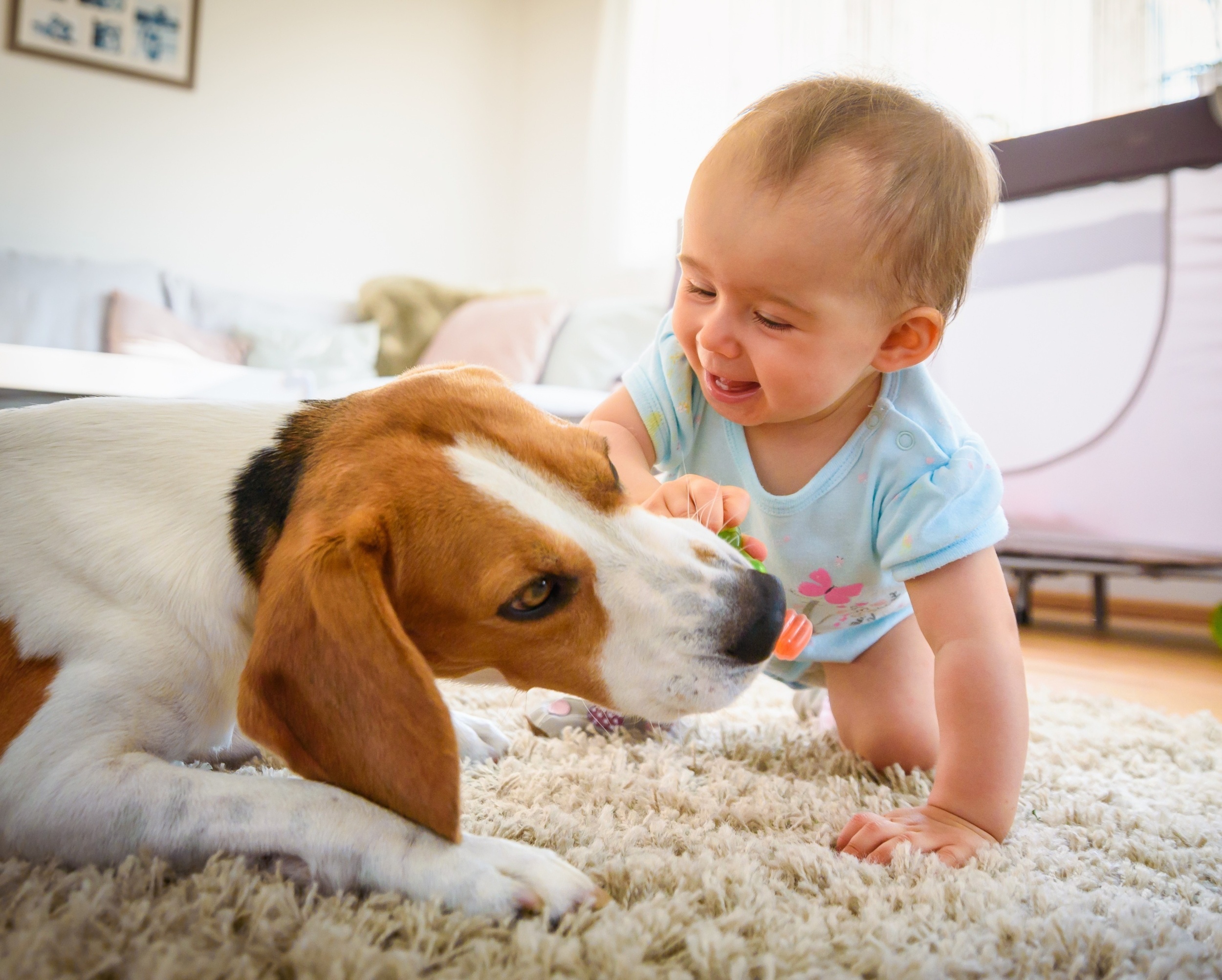 Dogs fill homes with microbes that help keep babies healthy