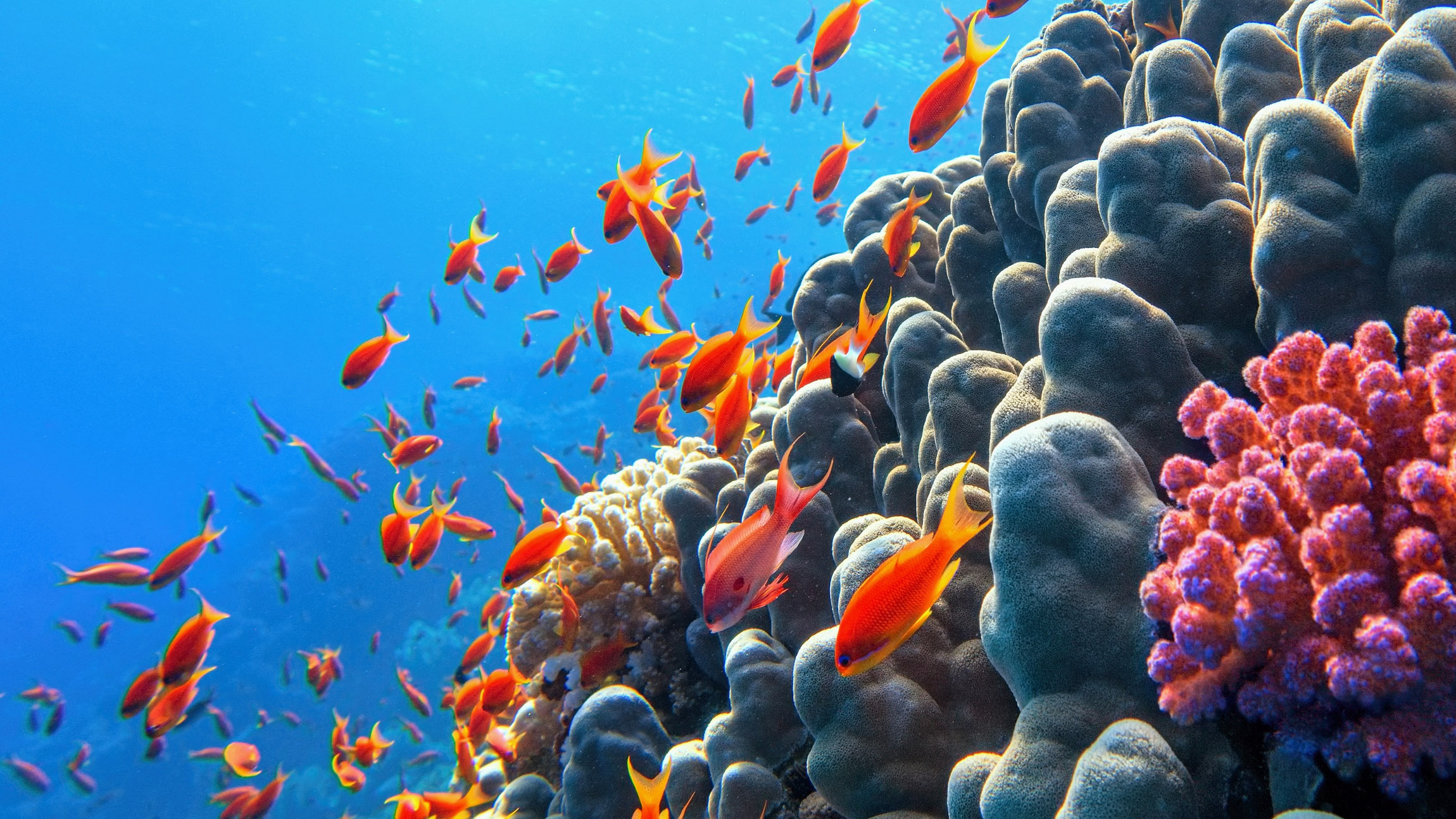 Reef microbes could become a new tool for protecting coral reefs