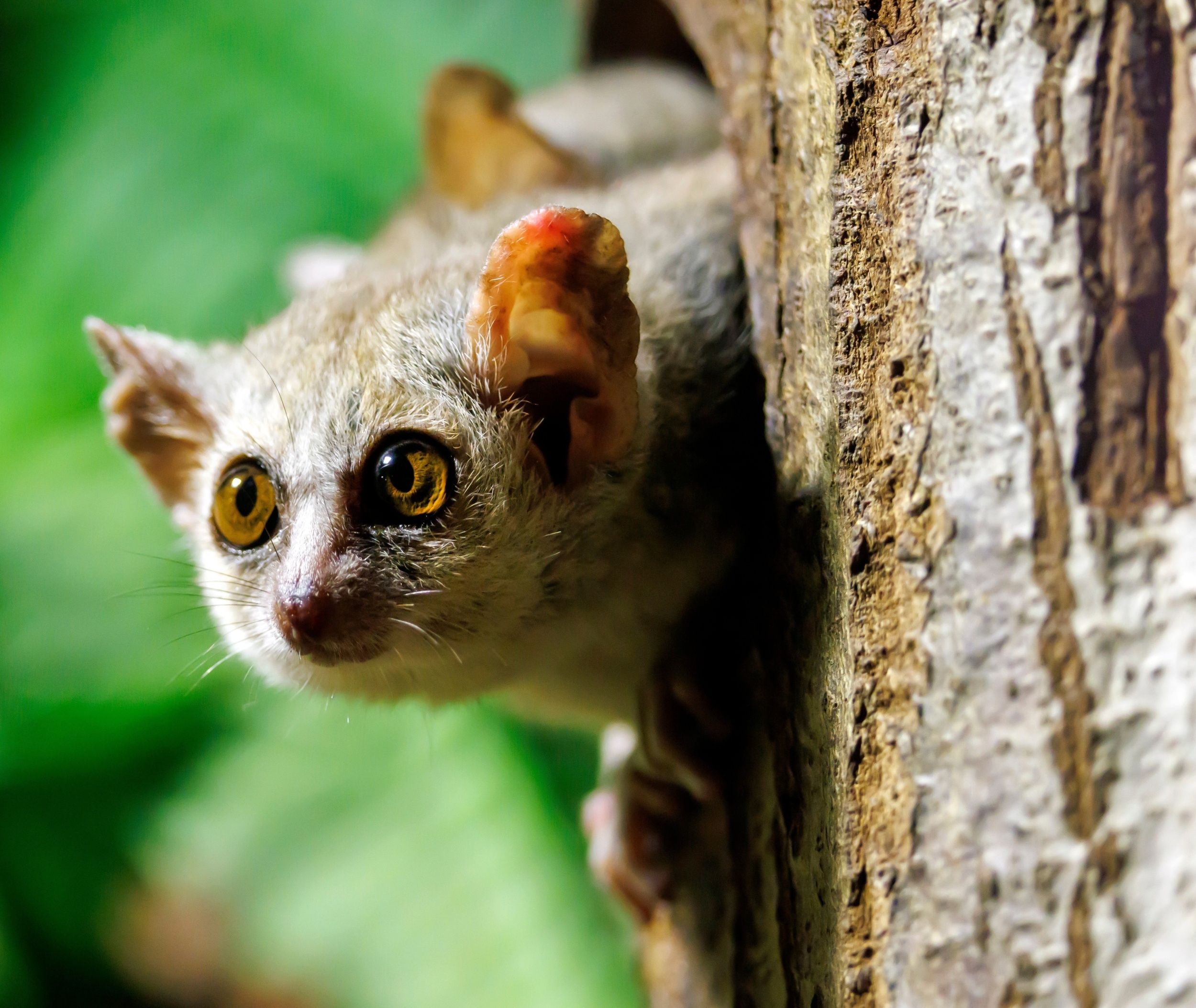 Primate fossil challenges the story of human evolution