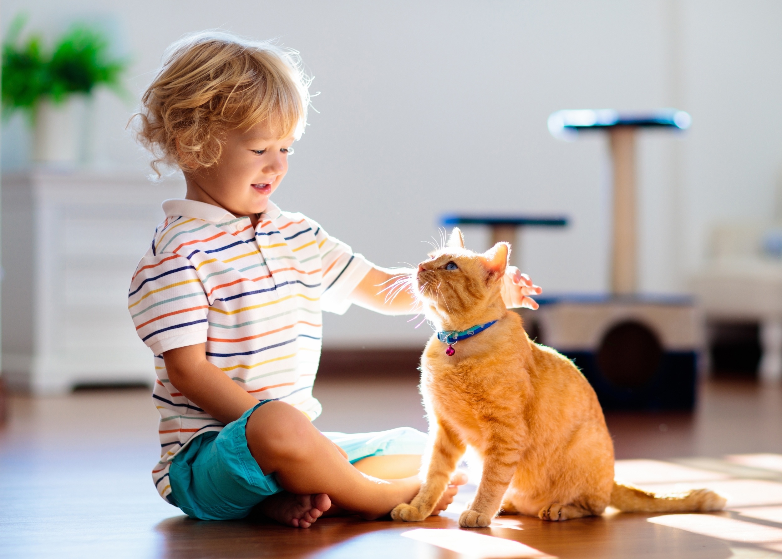 Cat training boosts social skills for children with developmental disabilities