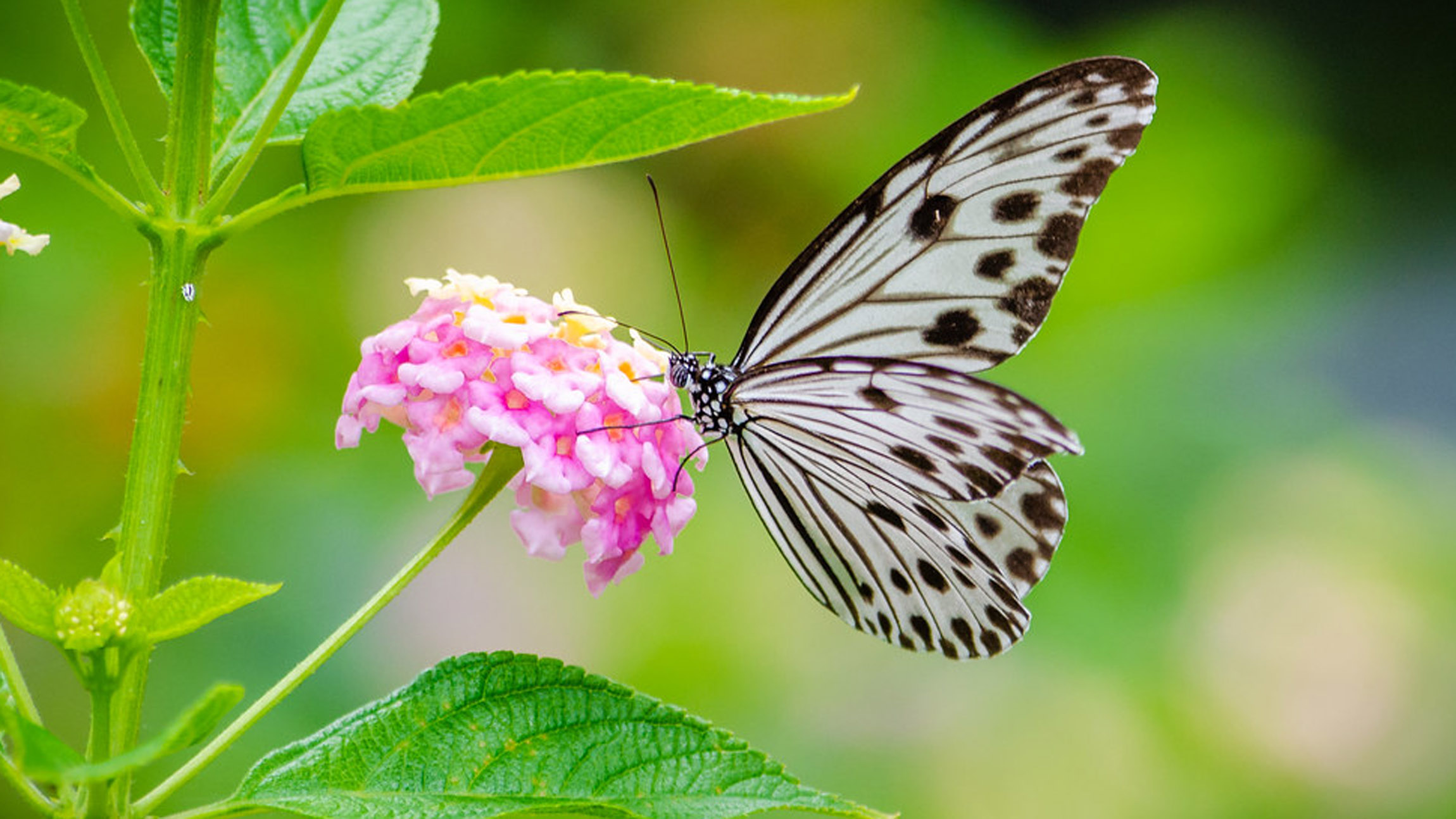 Butterflies are changing where they live worldwide
