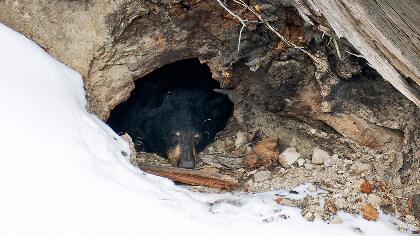 What black bears are really doing during hibernation