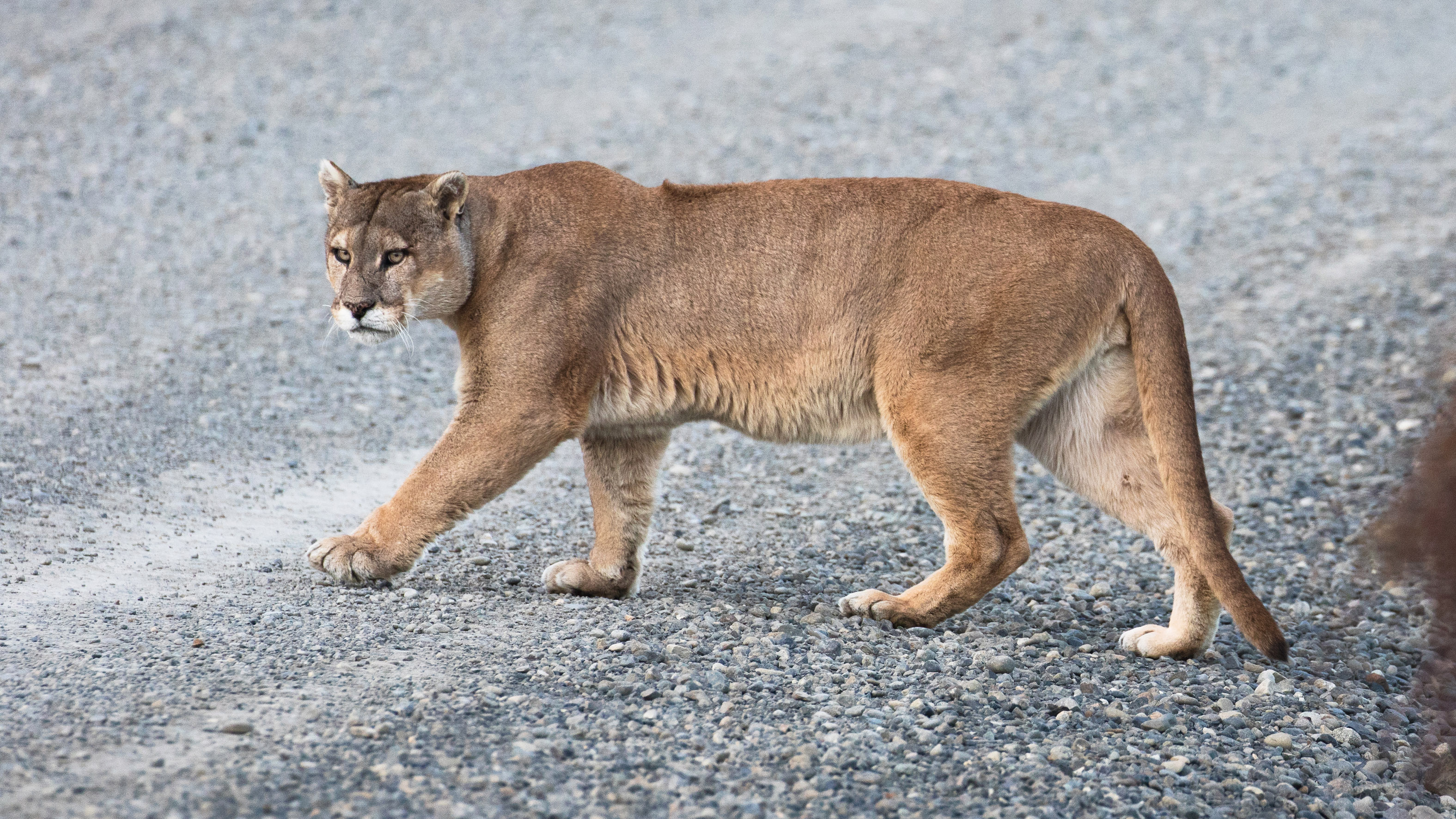 Pumas are making roads safer as deer avoid roads