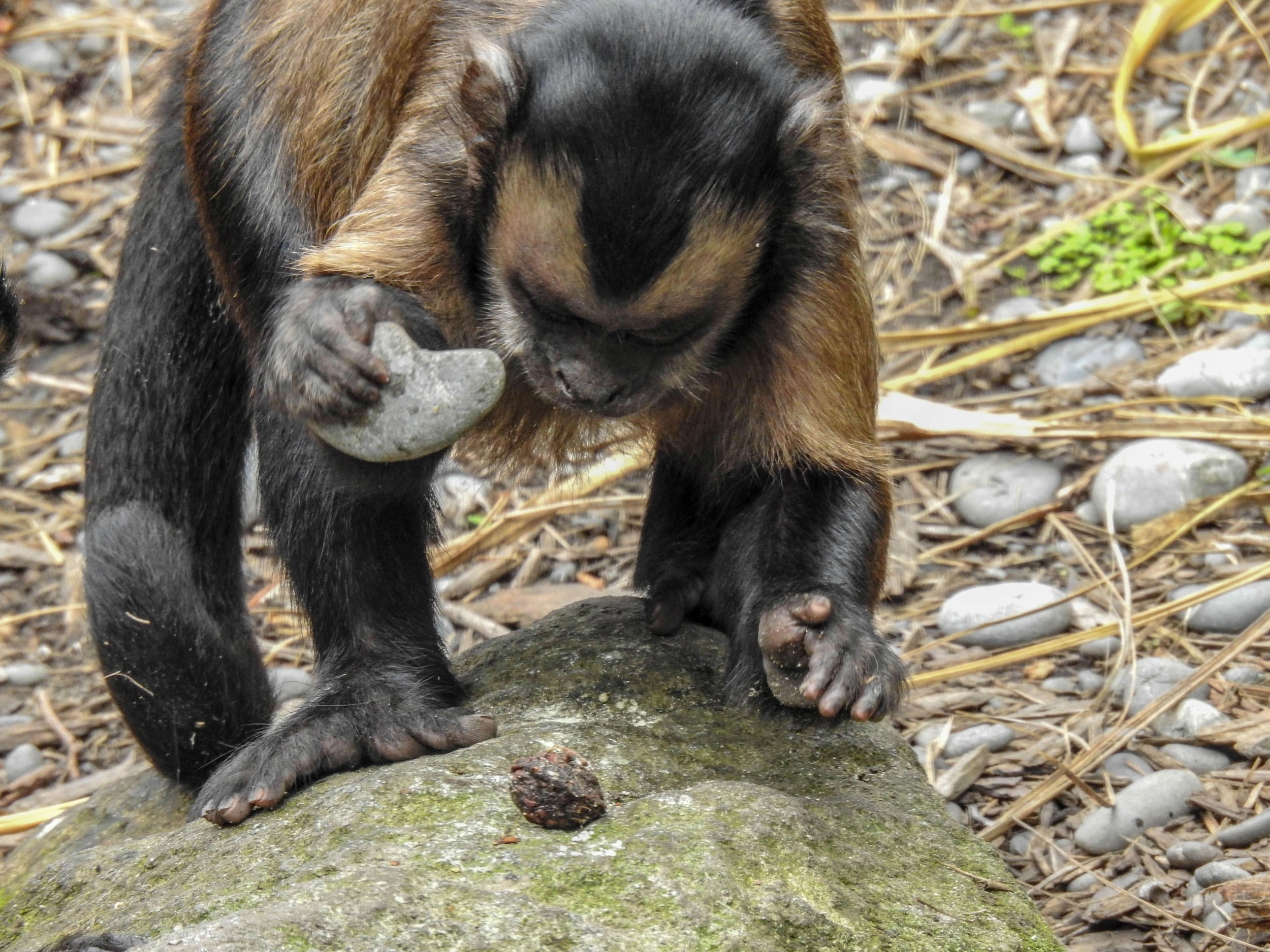 Wild monkeys choose stone tools based on clues left by others