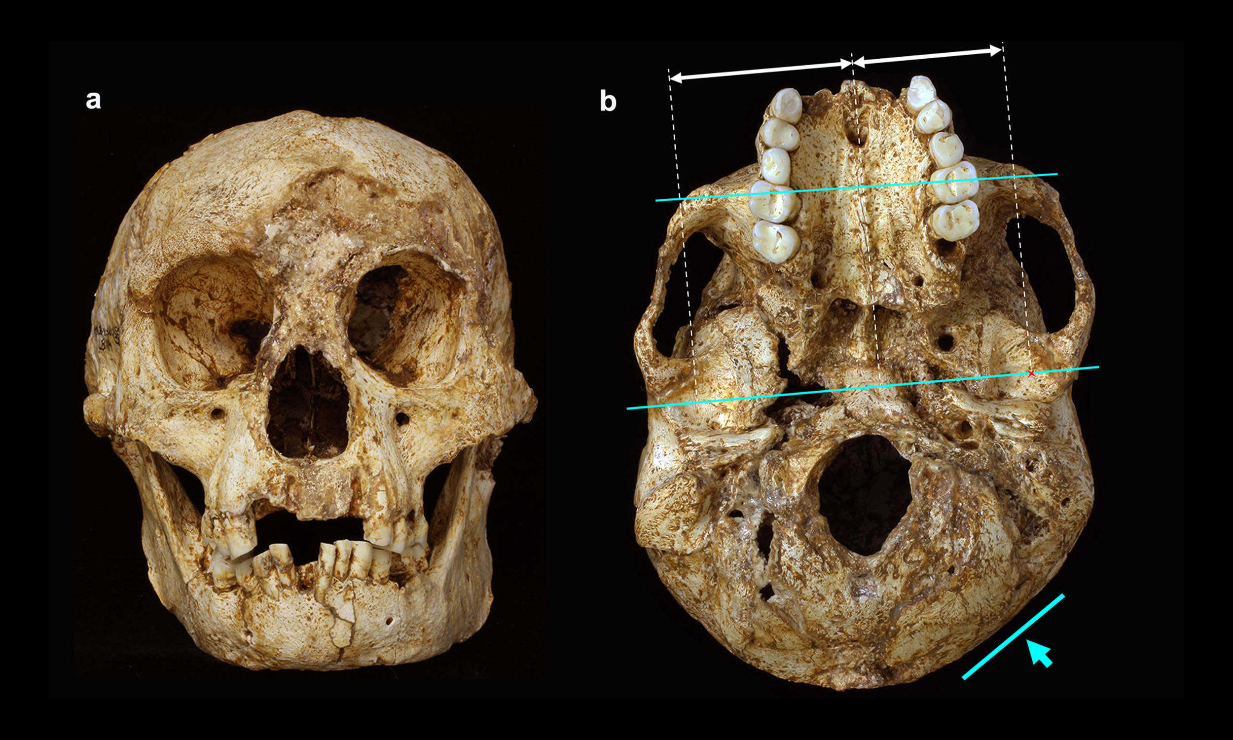 Archaic human parents had infants that were just as helpless as modern human babies
