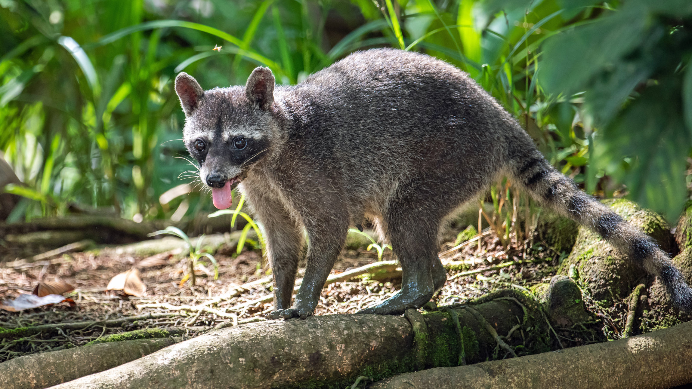 Honduras just completed its first mammal inventory in nearly 30 years