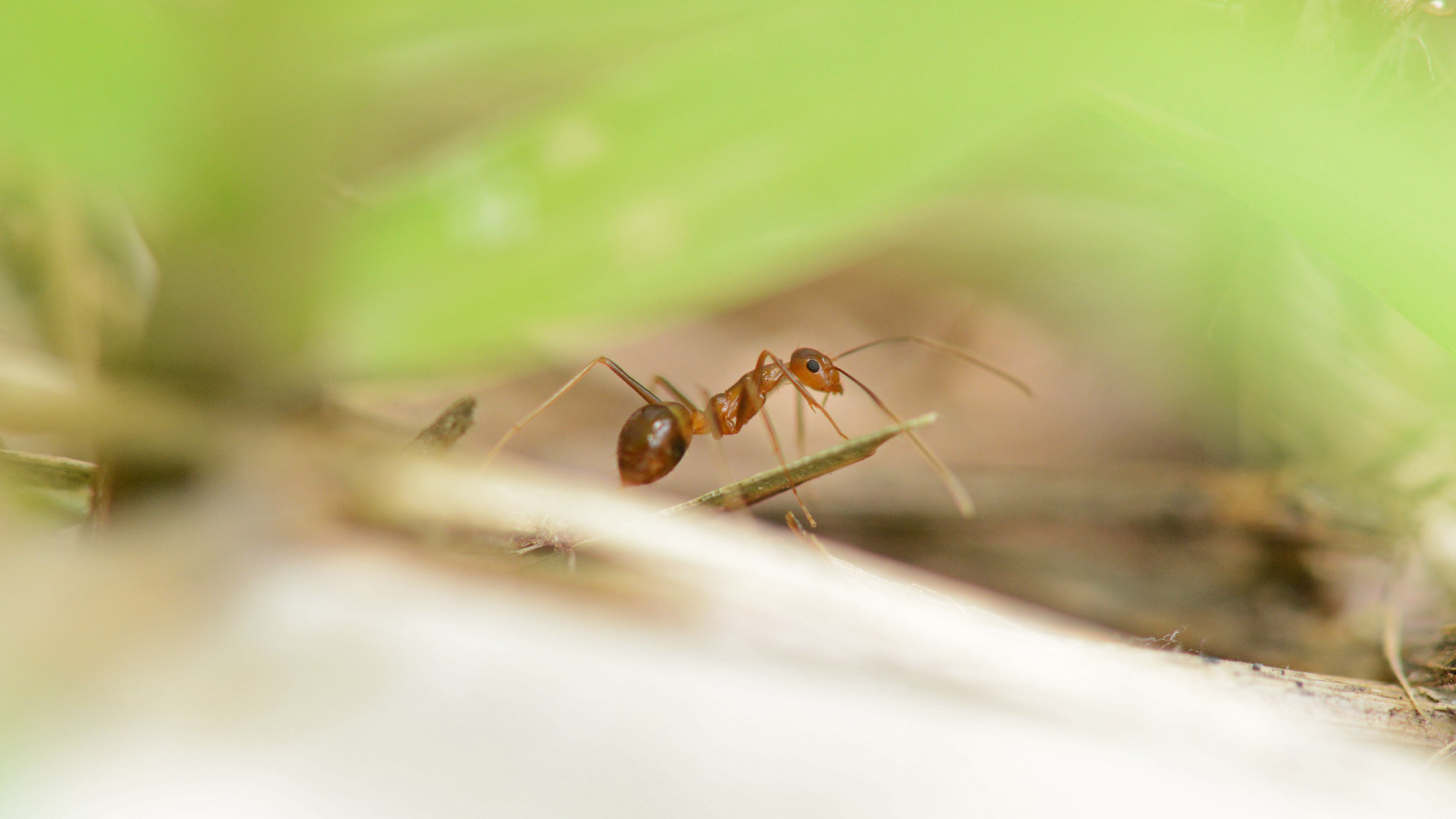 Yellow crazy ants move like swimming bacteria