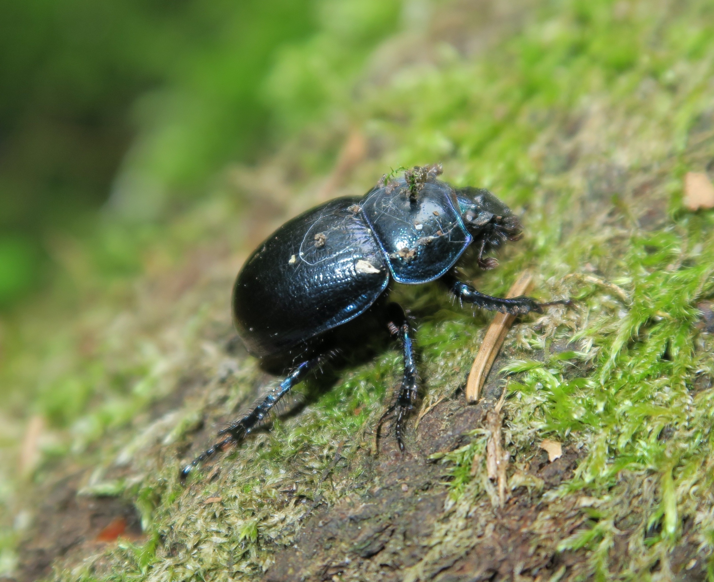 Tiny animals beneath our feet are quietly rebuilding forests