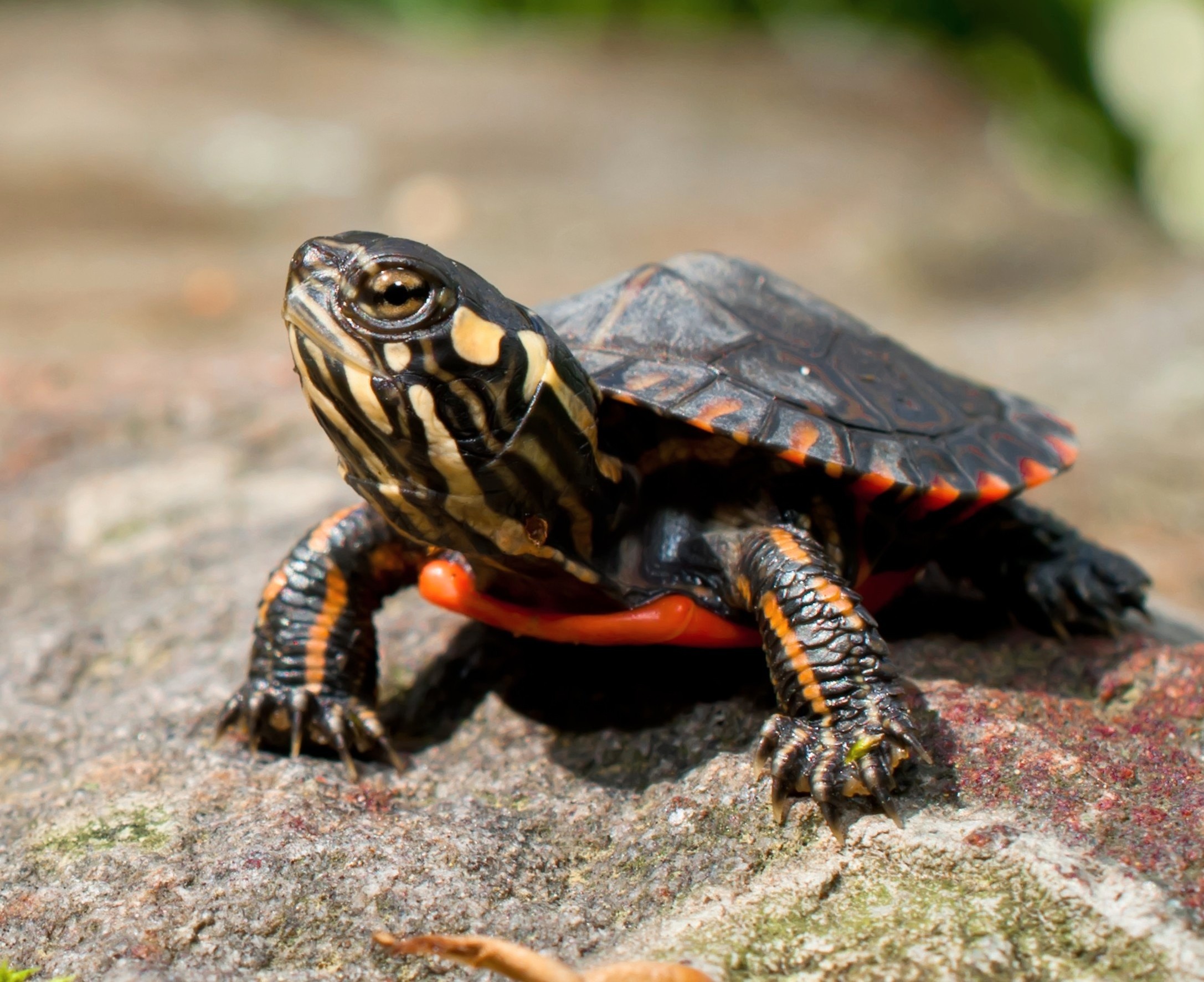 Tiny sensors may decide whether baby turtles are male or female