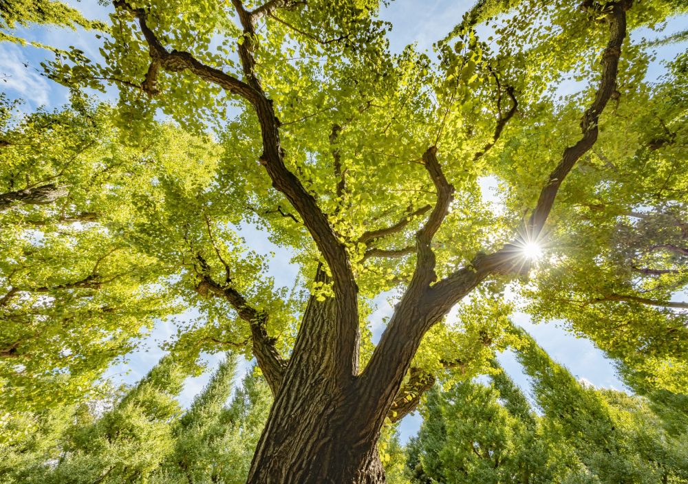 Laser scans can pinpoint a tree’s weakest spot before pruning