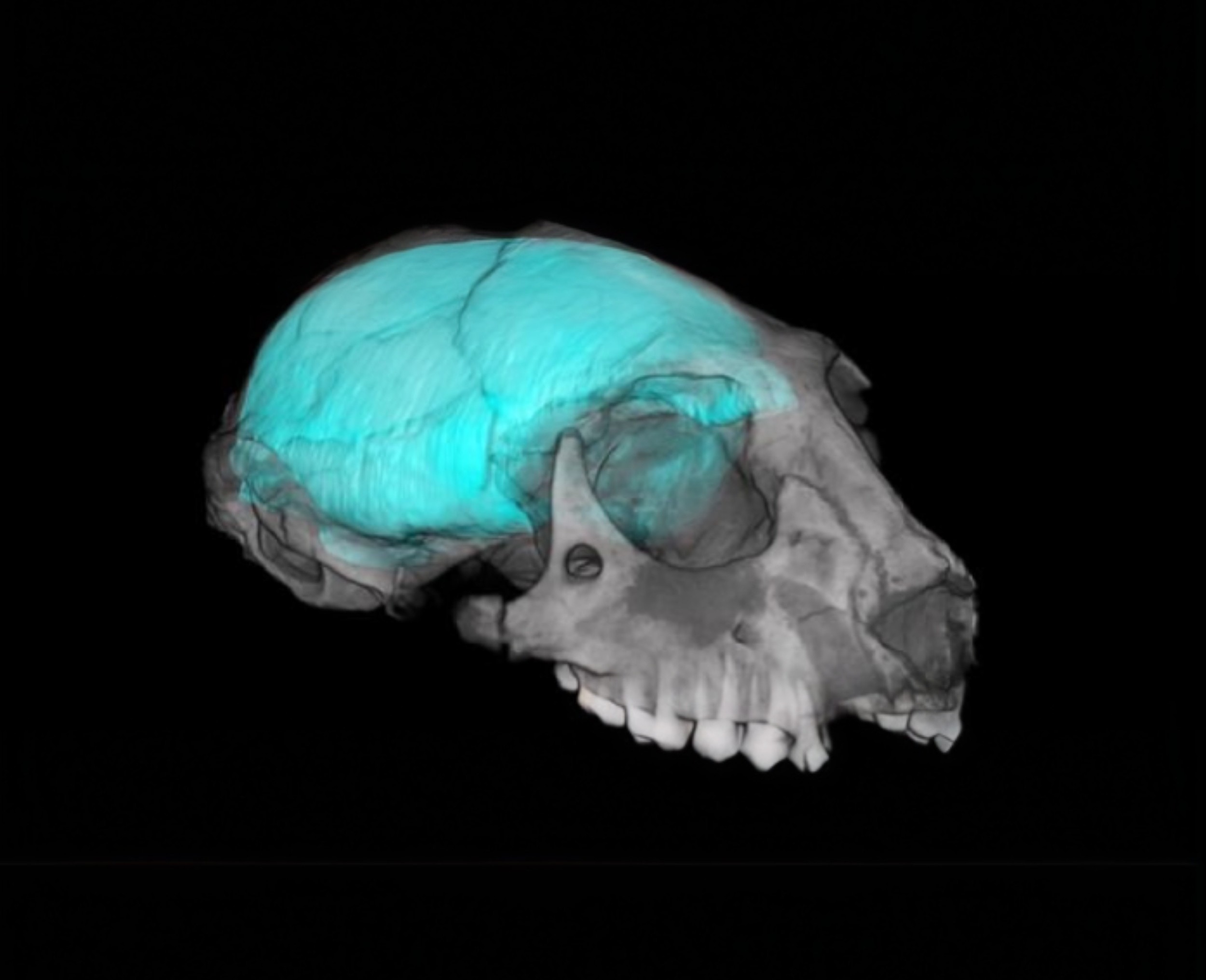 Primate brains grew larger because of vision, not higher reasoning