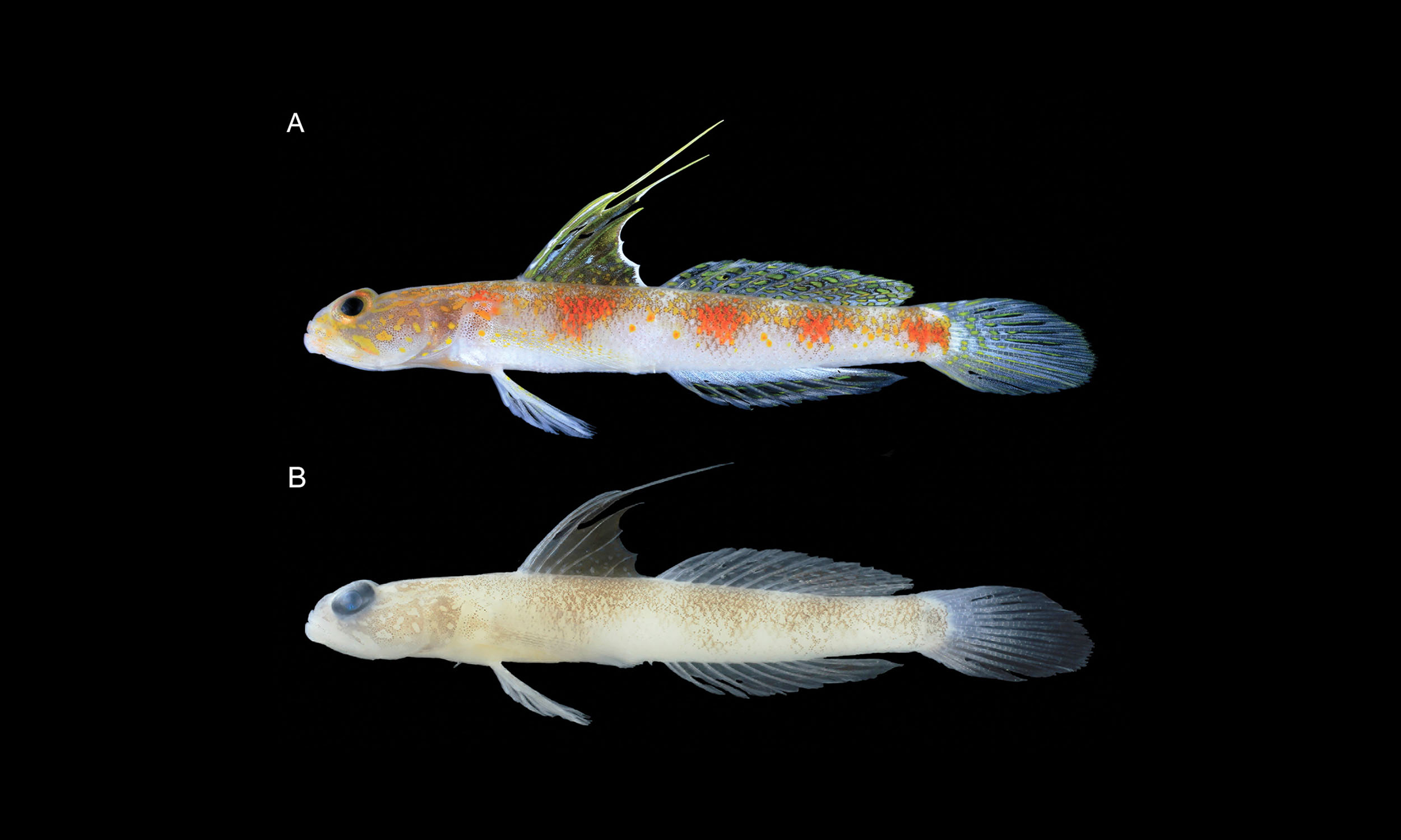 New Shrimpgoby Species Discovered in Indonesia - News Directory 3