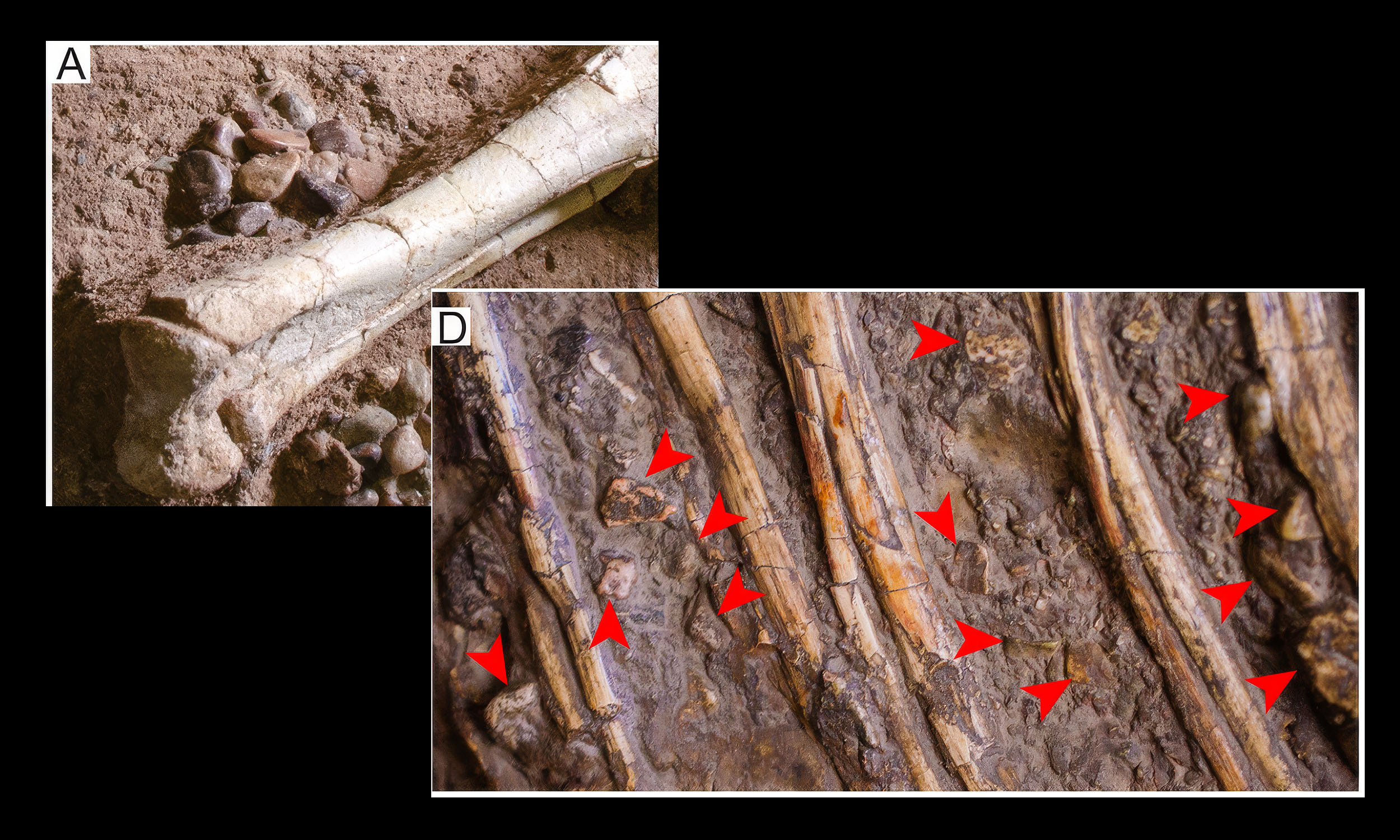 Dinosaurs evolved very strange and unique strategies for digesting food and absorbing nutrients