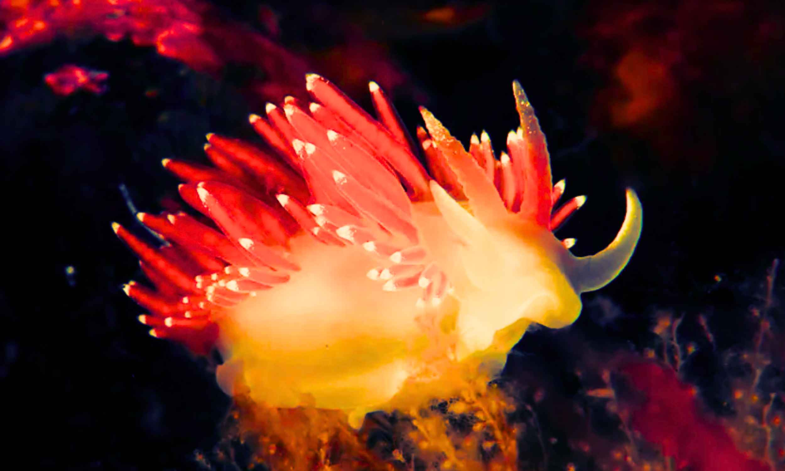 Tiny red creature measuring just 0.16 inches was discovered by chance in Cuba, and 25 years later it is linked to the 2026 World Cup