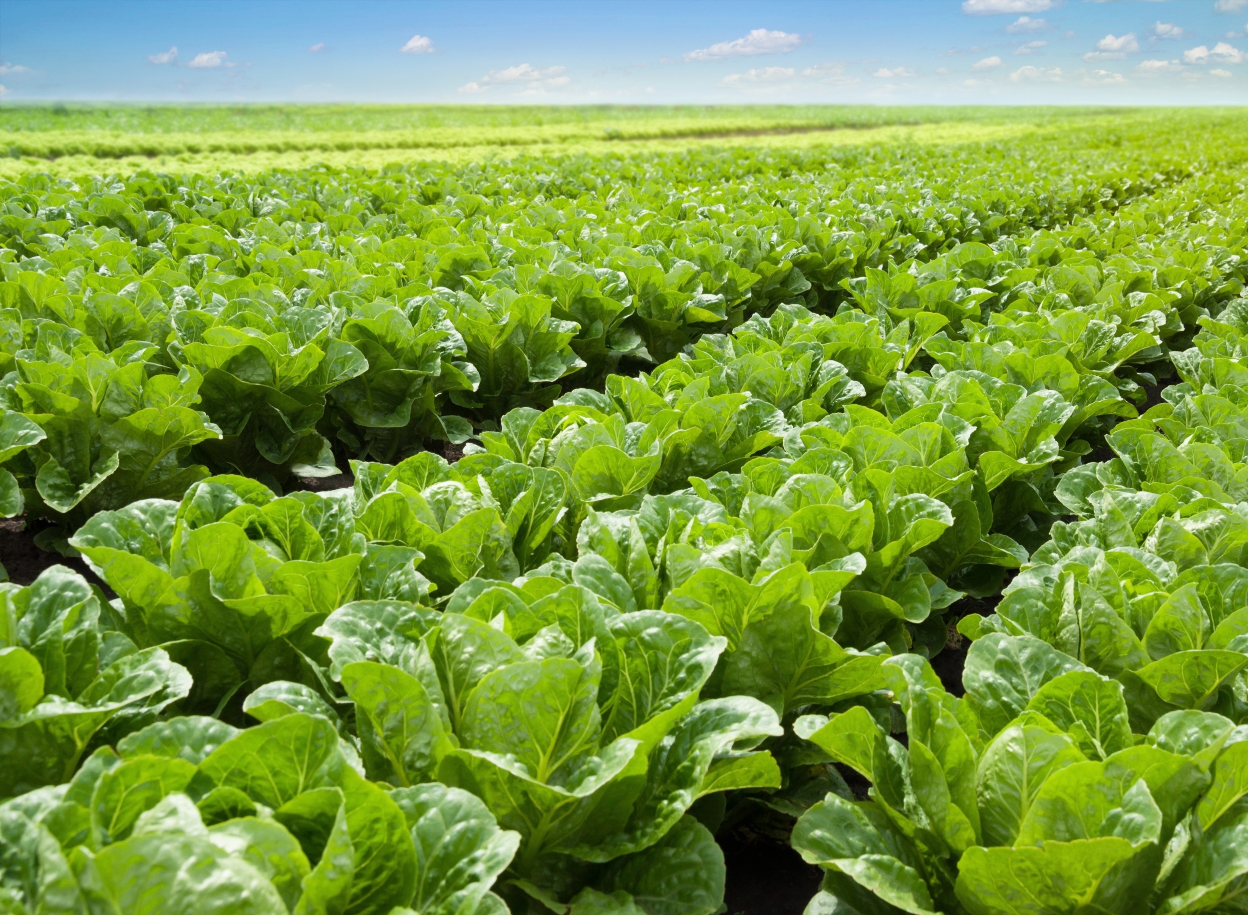 Scientists grow real meat protein inside lettuce leaves, using cow and pig genes