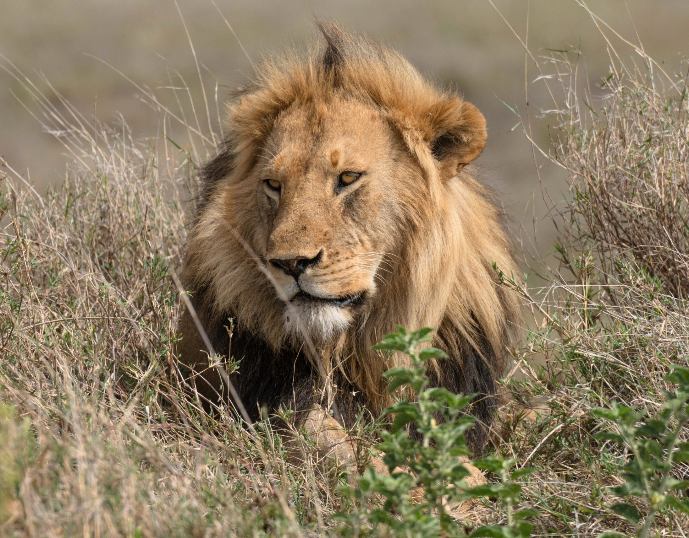 World Lion Day 2026: The fight to save lions is far from over