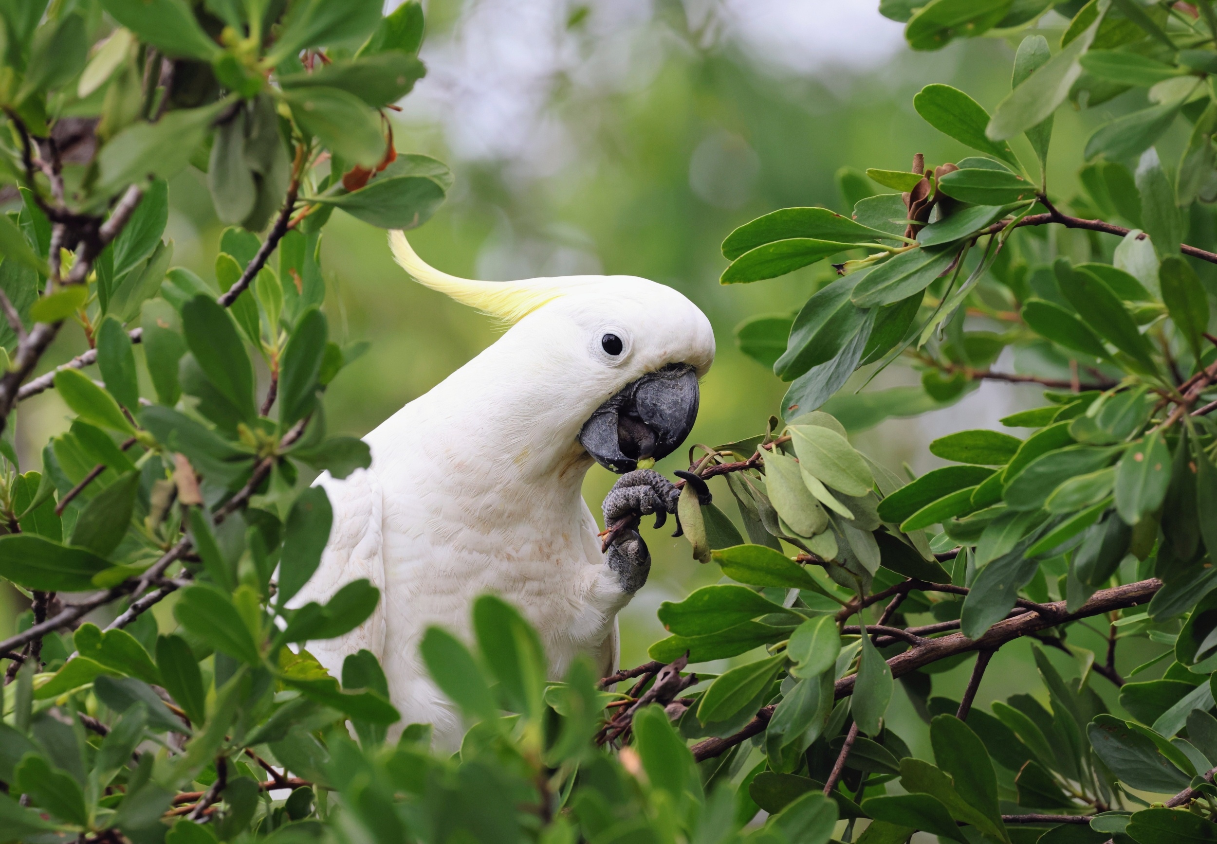Birds masturbate more in the wild than in captivity